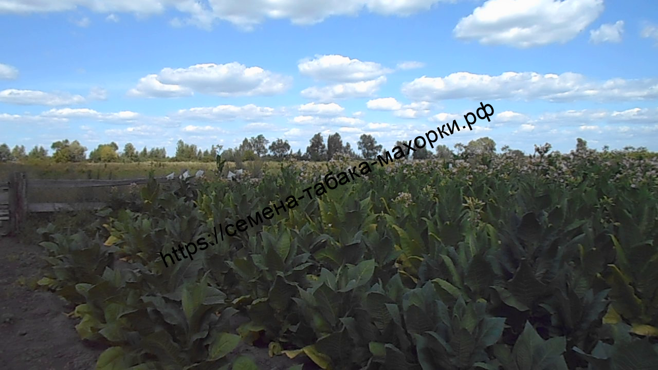 DSCN0225