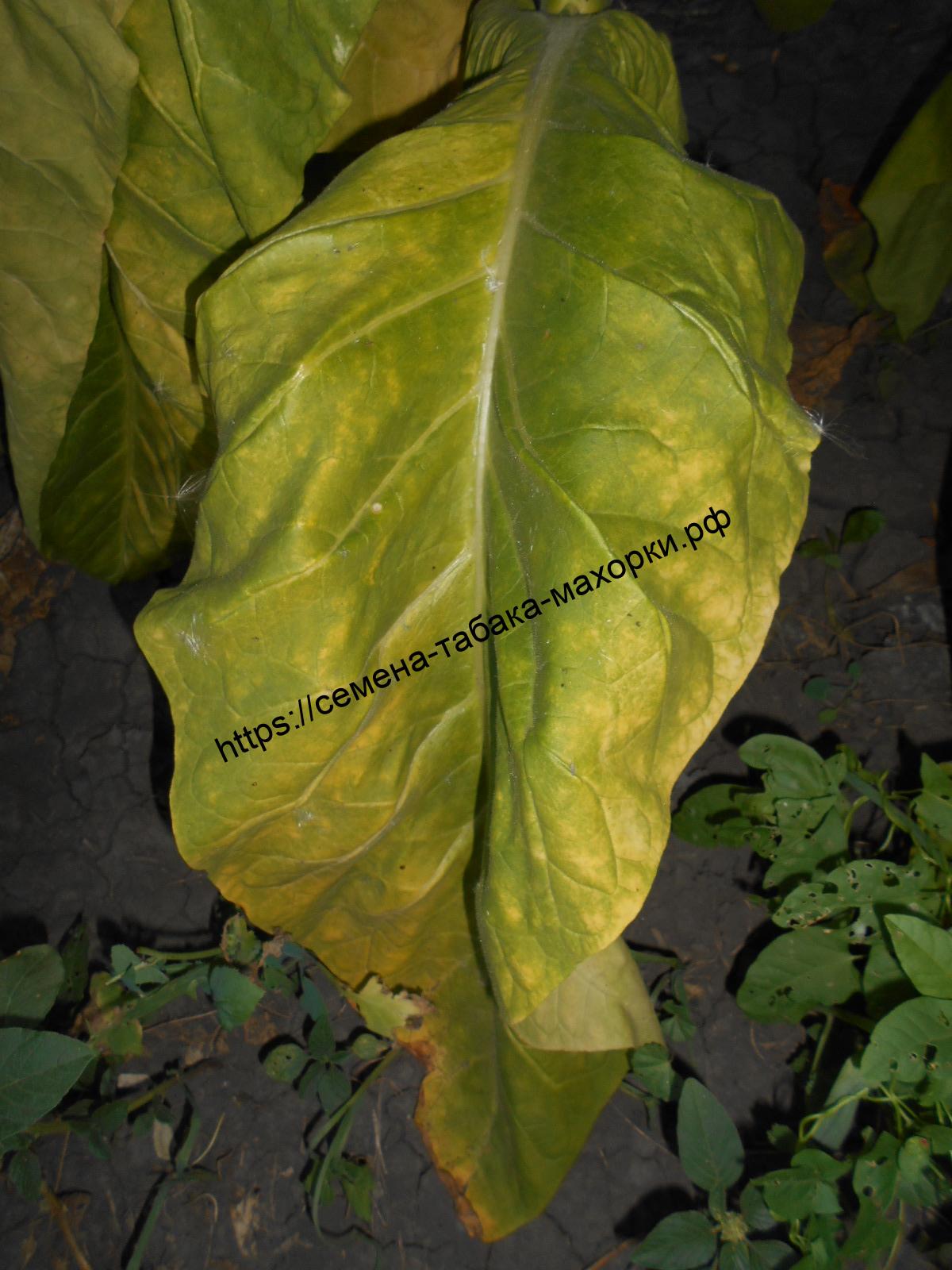 DSCN1097