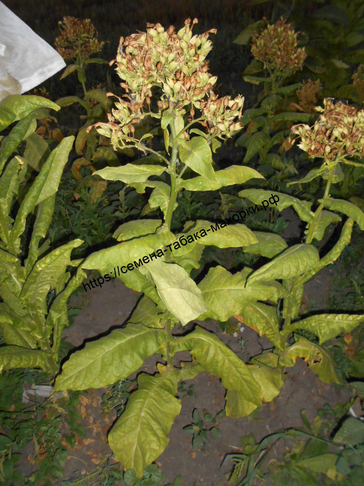 DSCN1134