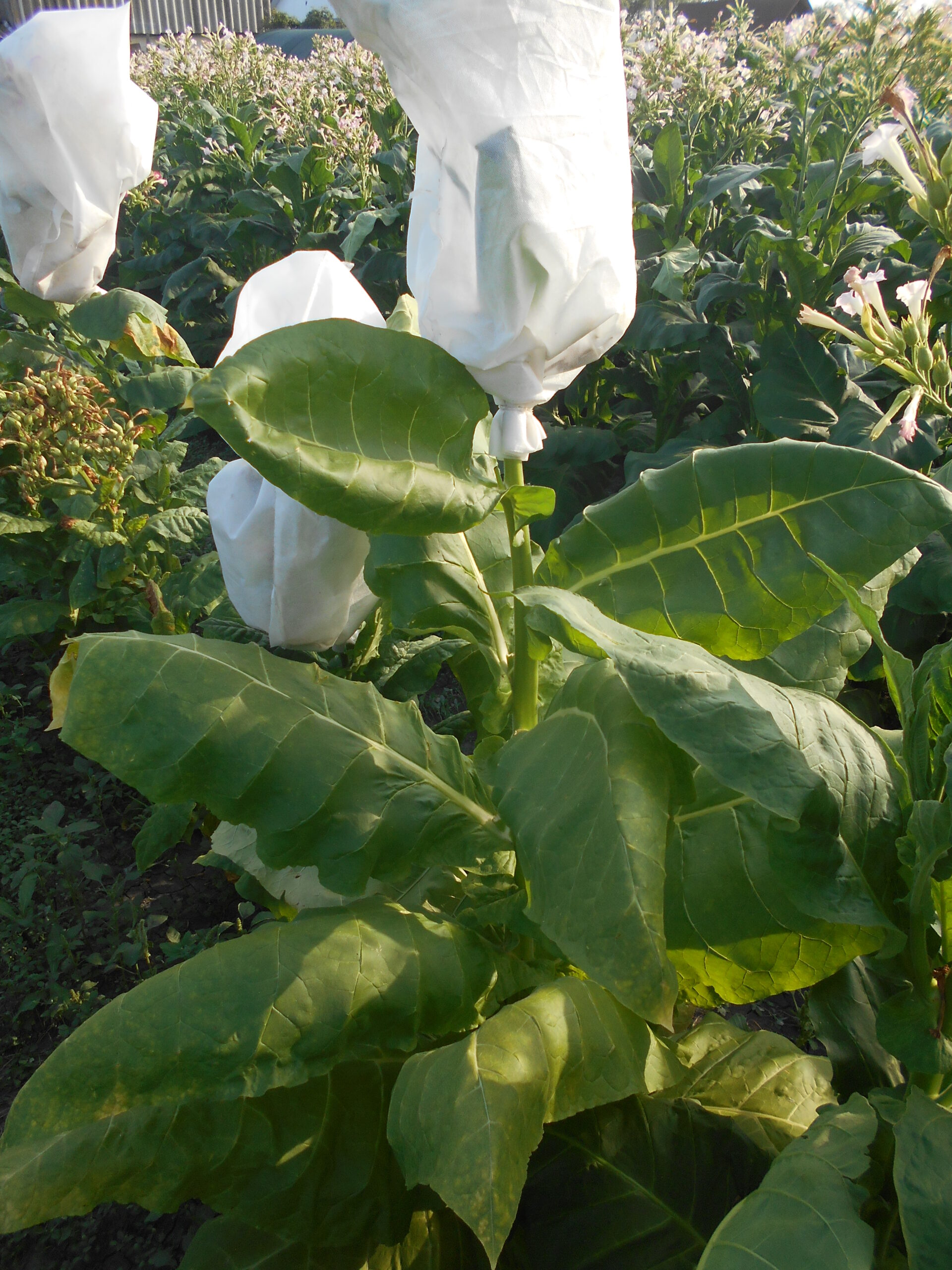 DSCN1947