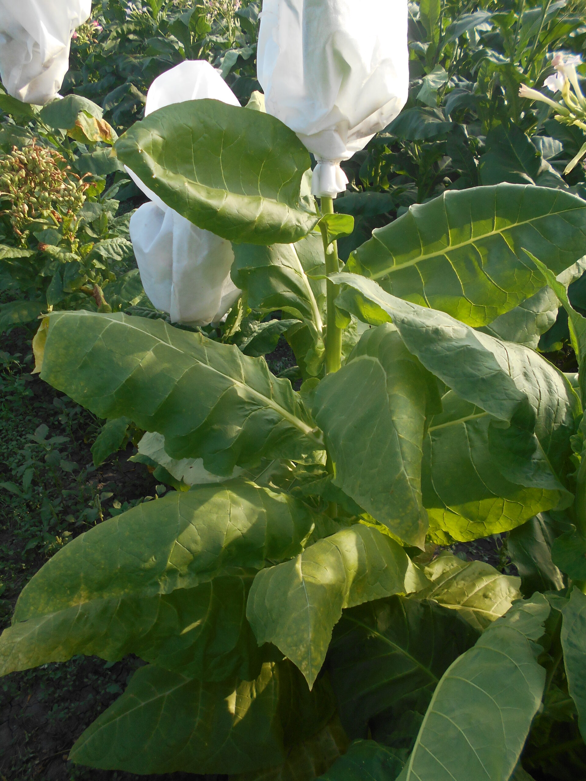 DSCN1948