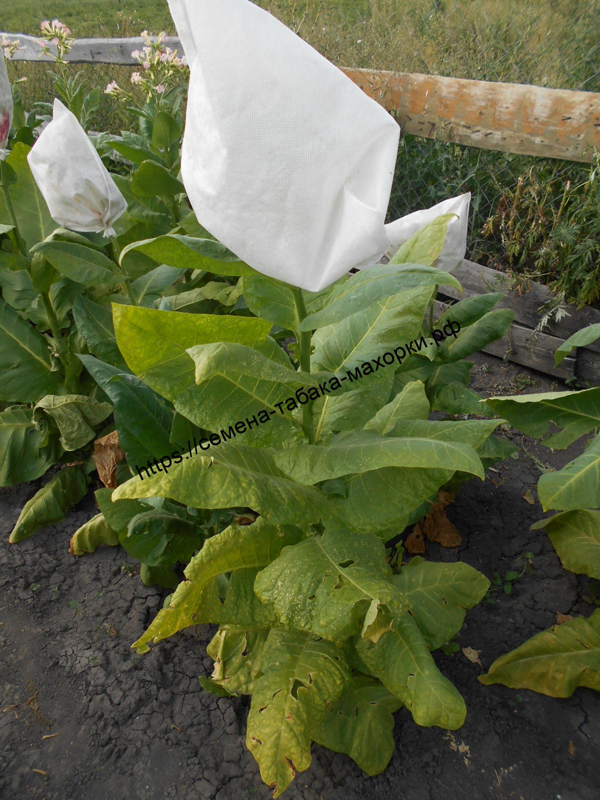 DSCN0205